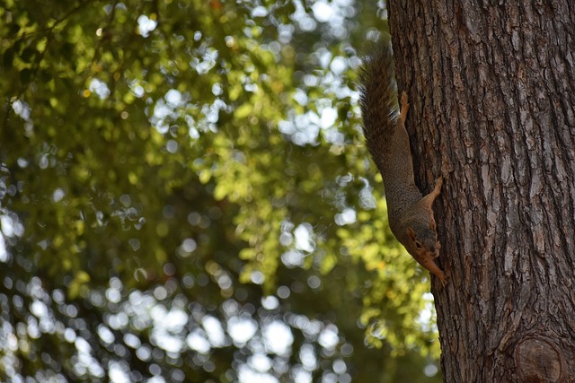 攀新高峰 攀新高峰